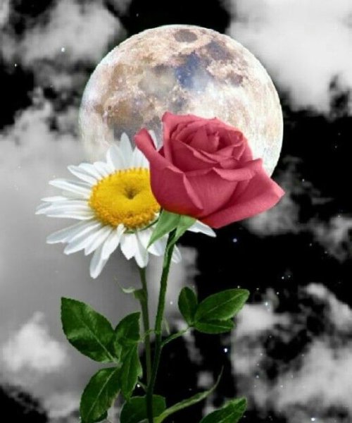 Луна и цветы