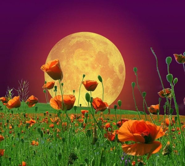 Луна и цветы