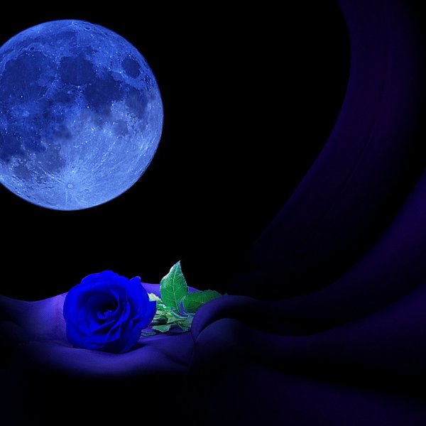 Цветок при лунном свете