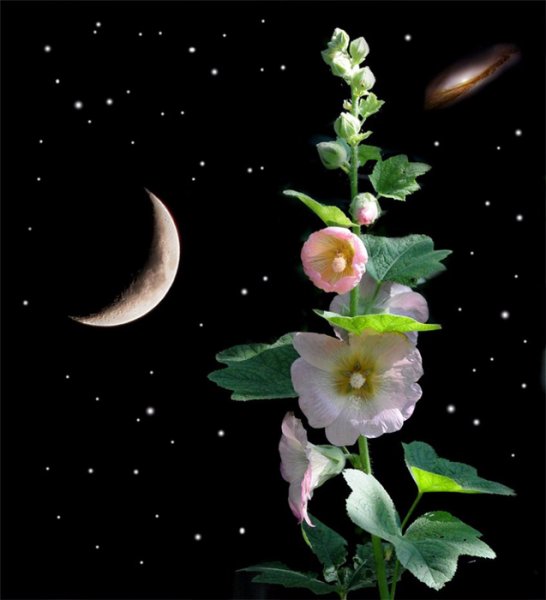 Луна и цветы