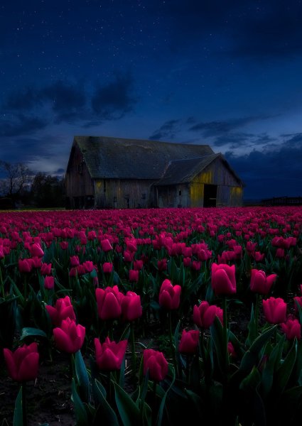 Поле тюльпанов