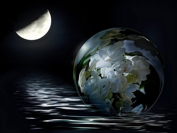 Ночь цветы в воде
