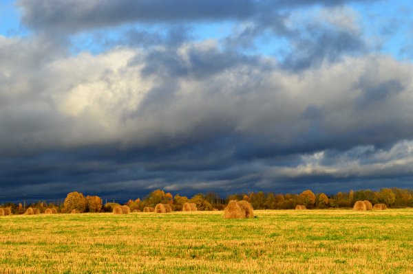 Осенние Нивы