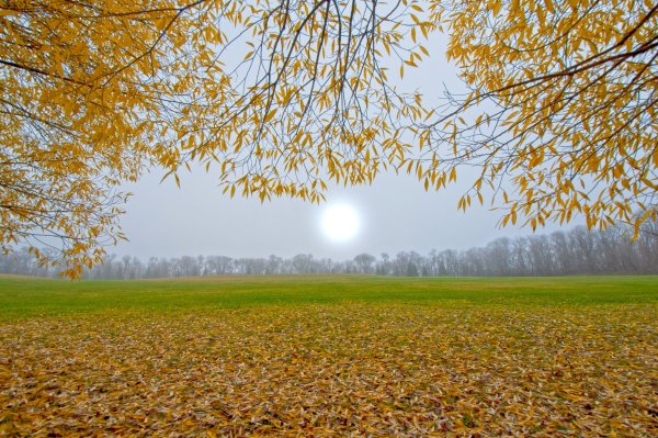 Поле с осенними листьями