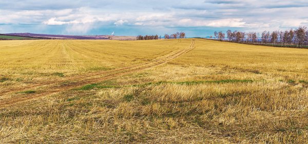 Скошенное поле