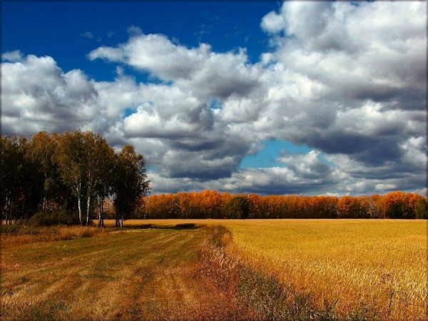 Осеннее поле