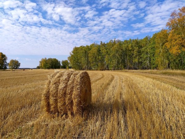 Ранняя осень поле