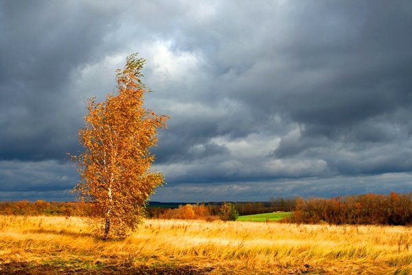 Осенние березы на ветру