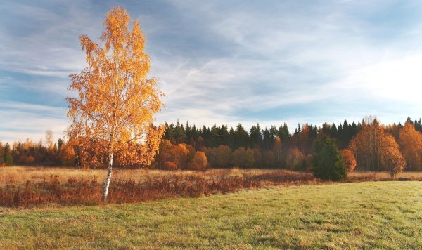 Одинокая береза осенью