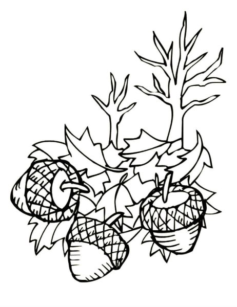 Желудь раскраска