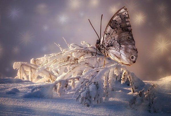 Новогодняя бабочка
