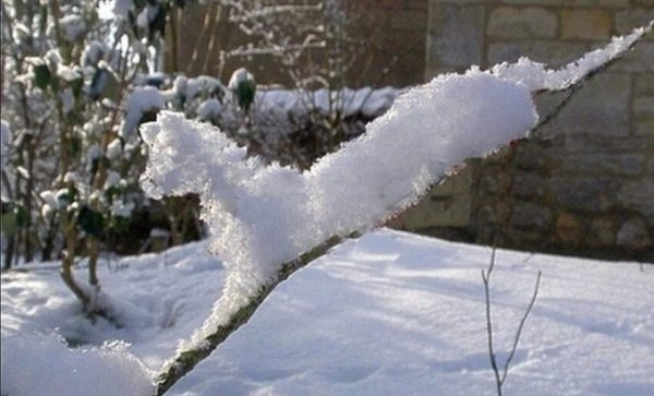 Комок снега на дереве