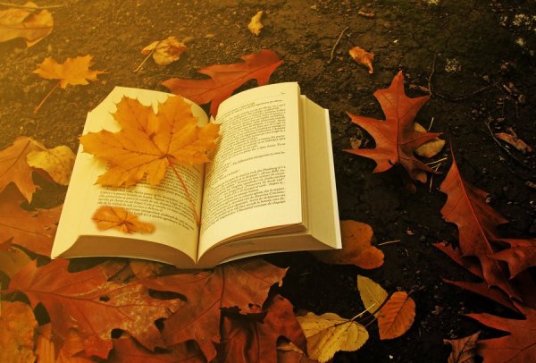 Книга и осенние листья