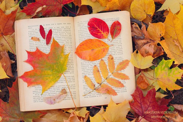 Книжка с листочками