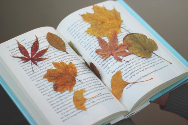 Листья засушенные в книжке