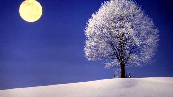 Деревья в снегу ночью