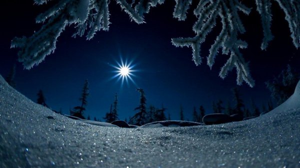 Ночной лес в снегу