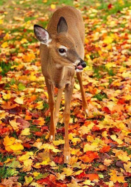 Олень в осеннем лесу