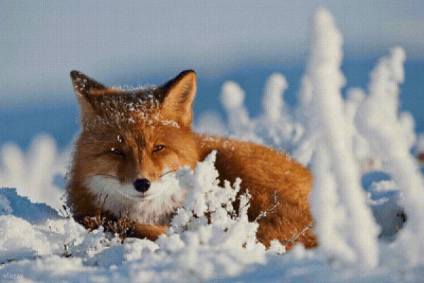 Лиса зима