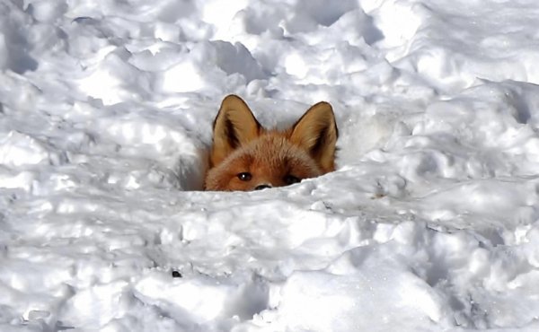 Лиса под снегом