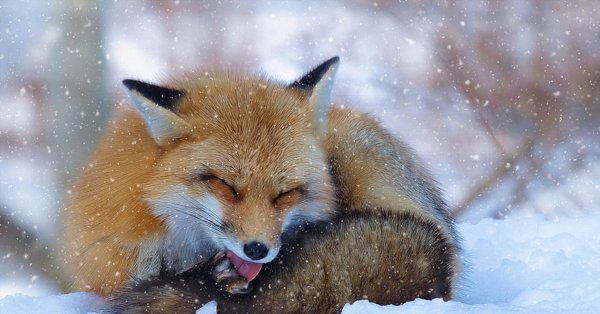 Лисенок зимой