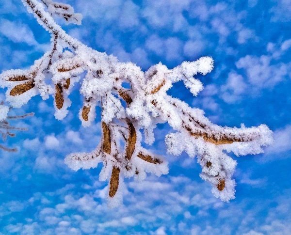 Пушистый иней на деревьях