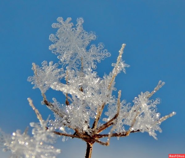 Снежинка Снежная