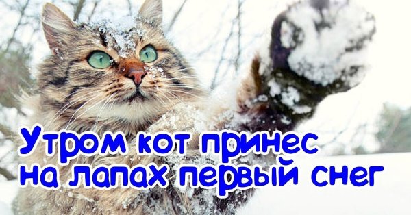 Утром кот принес на лапах первый снег стих