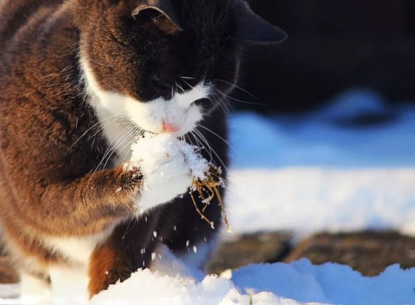 Кот ест снег
