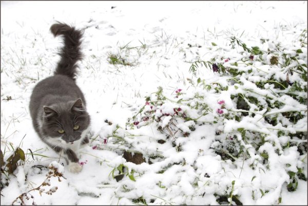 Кот на лапах первый снег