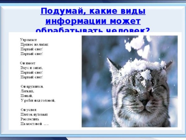 Кот принес на лапах первый снег