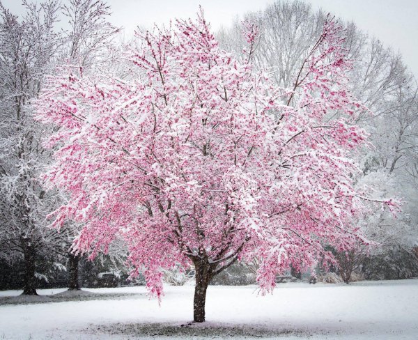 Вишня зимой