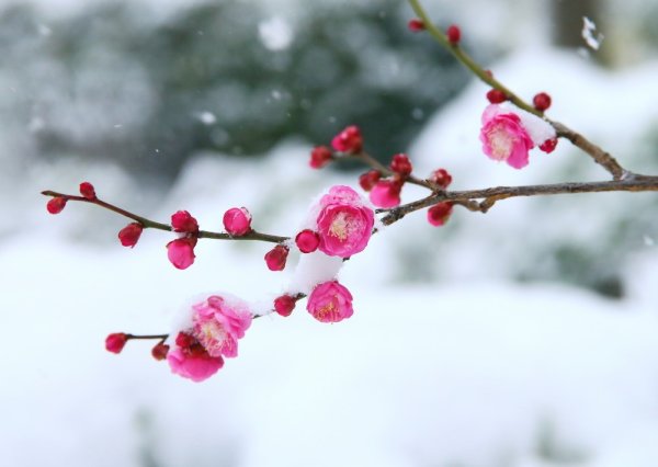 Зимняя Сакура