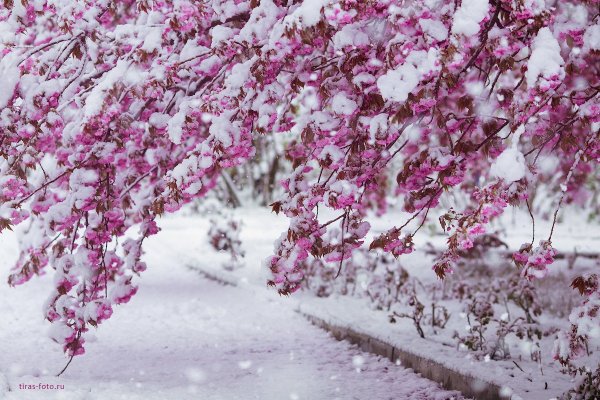Сакура в снегу