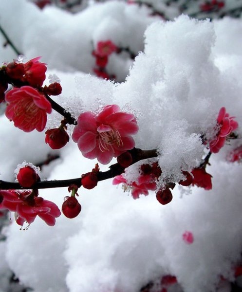 Сакура в снегу