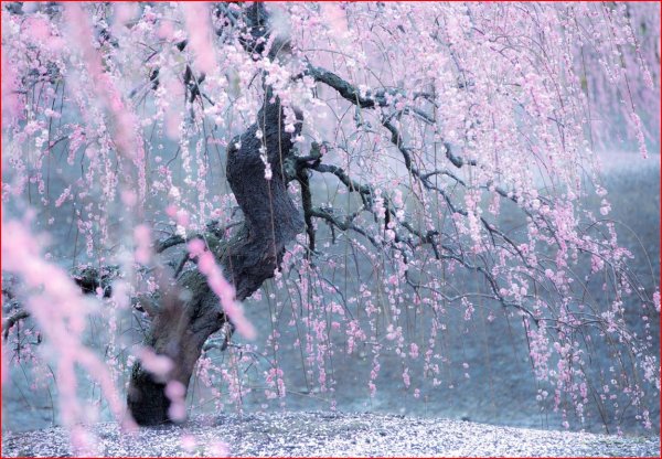 Япония ворон Сакура снег фото