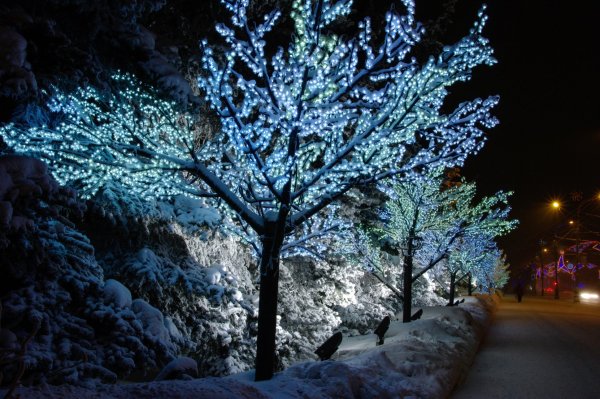 Сакура зима