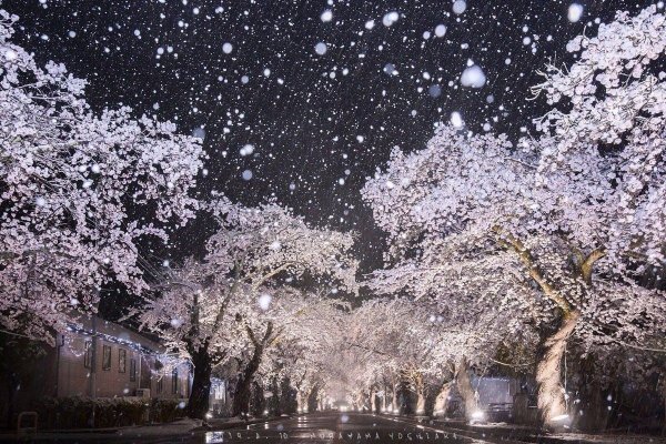 Сакура в снегу