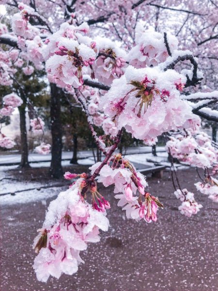 Слива Умэ под снегом Япония
