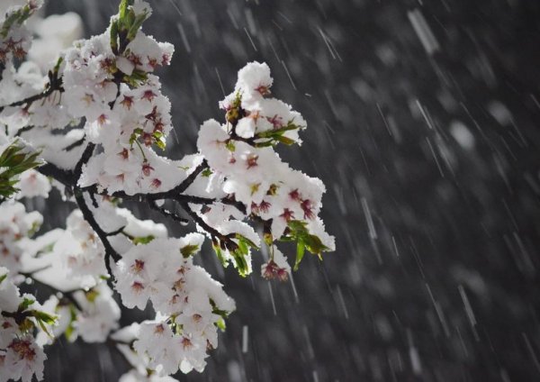 Сакура в Японии зимой