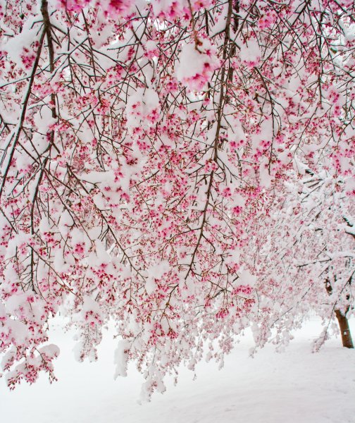 Сноу Сакура