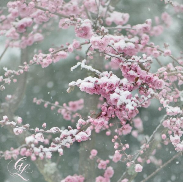 Сноу Сакура