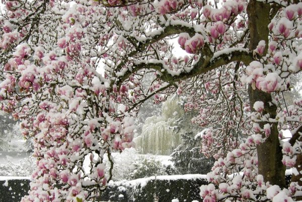 Магнолия в снегу