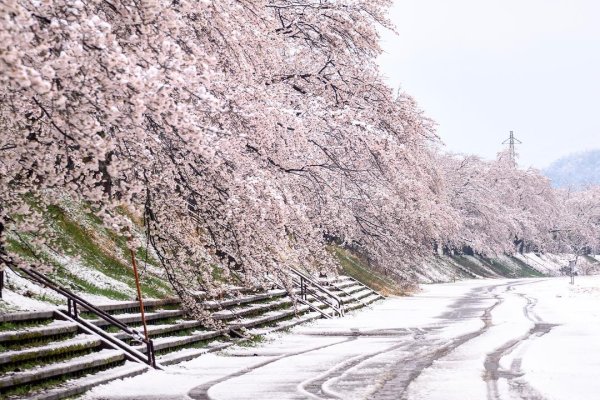 Сакура под снегом