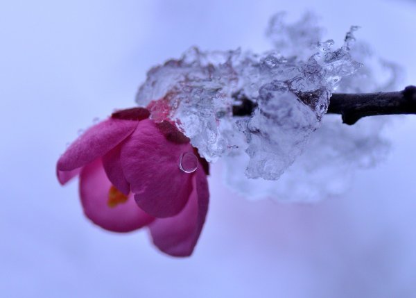 Цветы в снегу