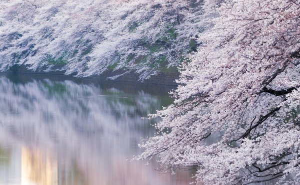 Япония отражение в воде