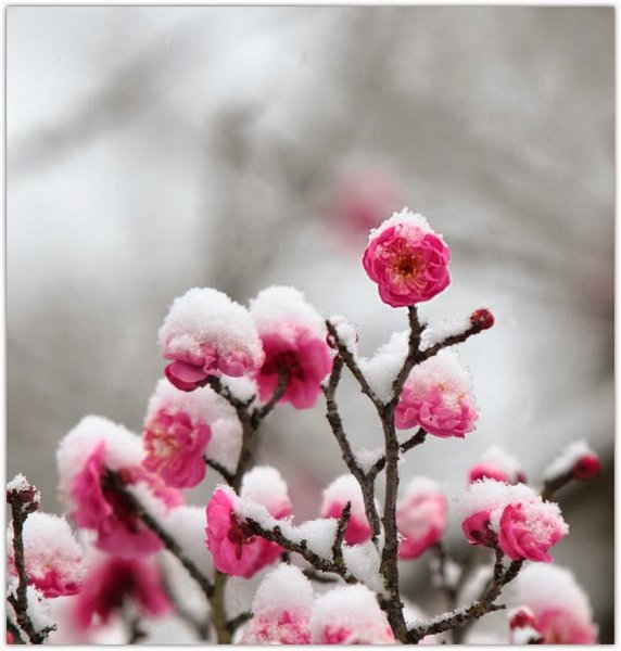 Сакура под снегом