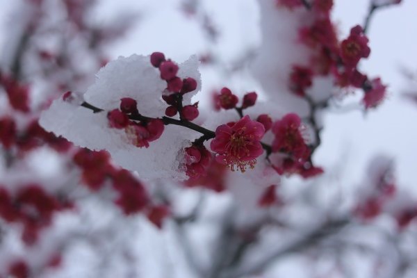 Зимняя вишня цветок