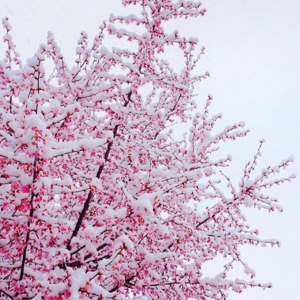 Сакура зимой