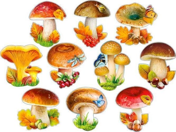 Грибы для дошкольников